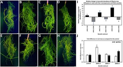 Glycine max Homologs of DOESN'T MAKE INFECTIONS 1, 2, and 3 Function to Impair Heterodera glycines Parasitism While Also Regulating Mitogen Activated Protein Kinase Expression